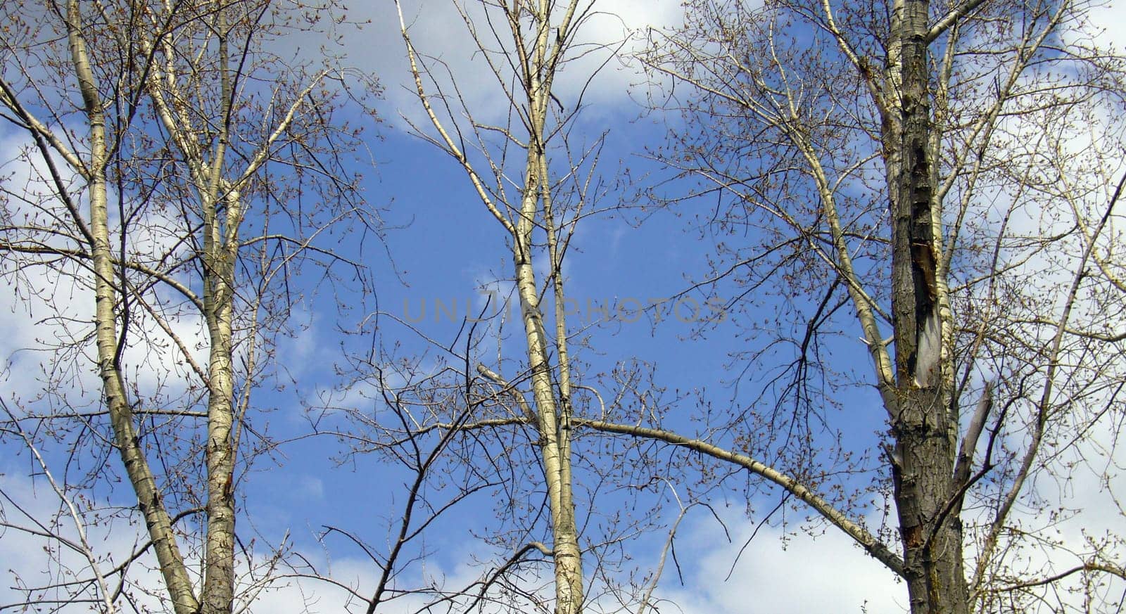 Trees
