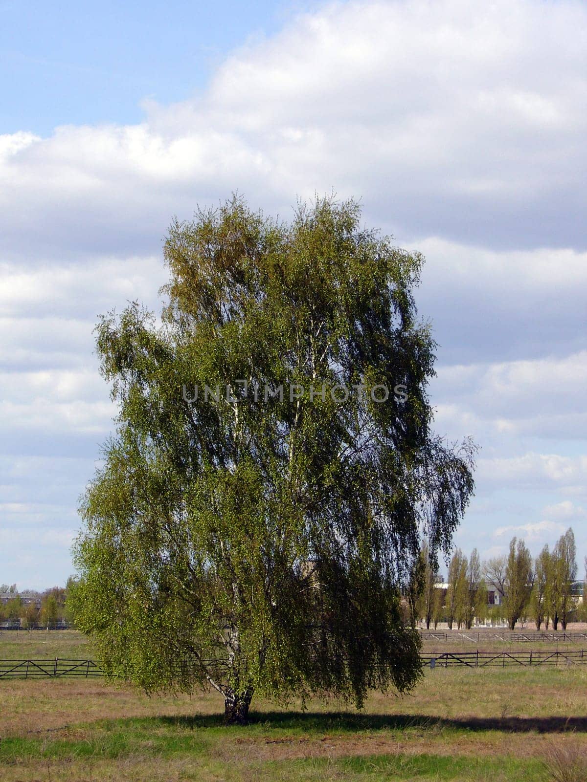 Birch