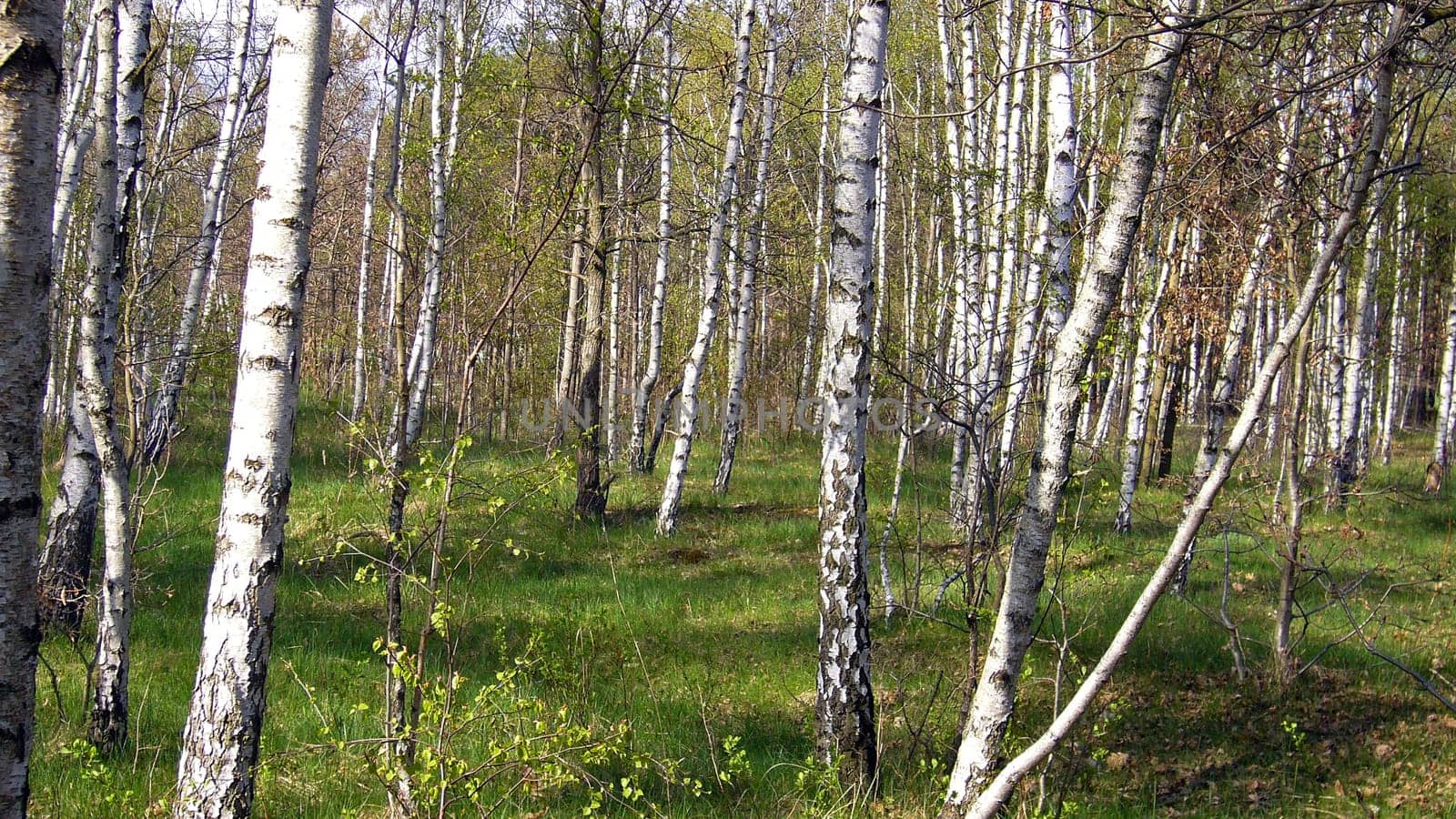 Birches
