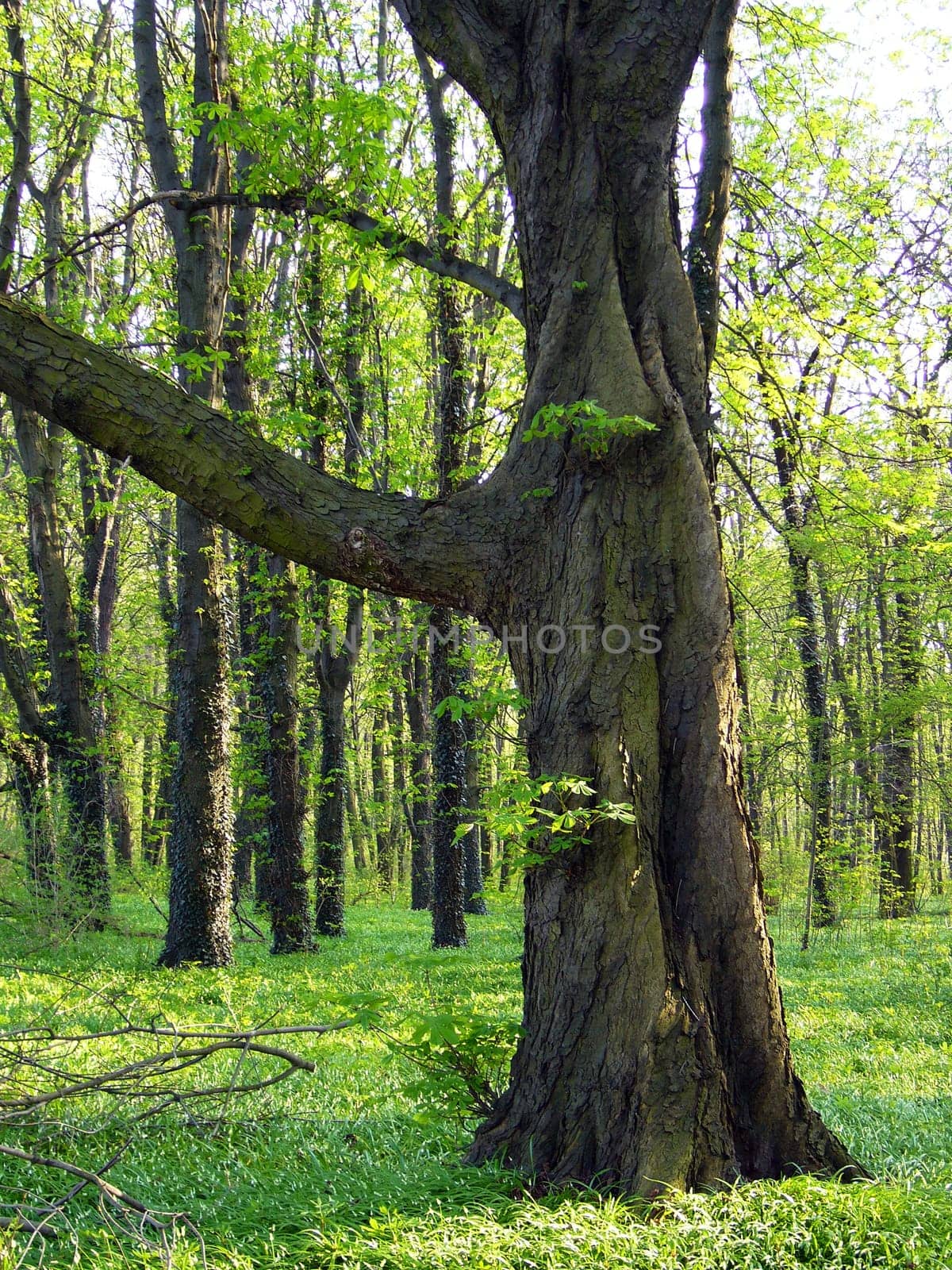 forest without cake without mushrooms without gras without aegeria