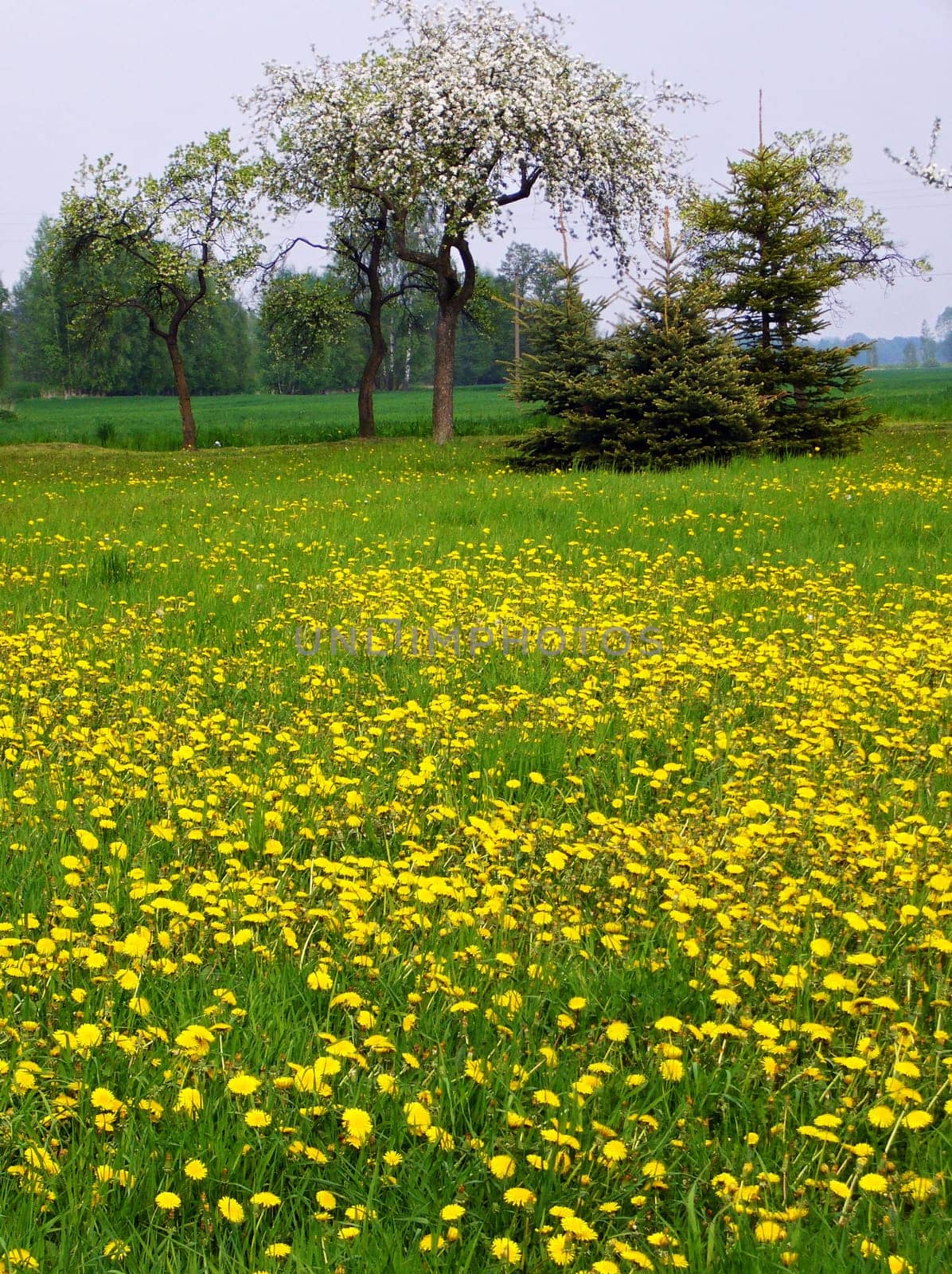 Meadow