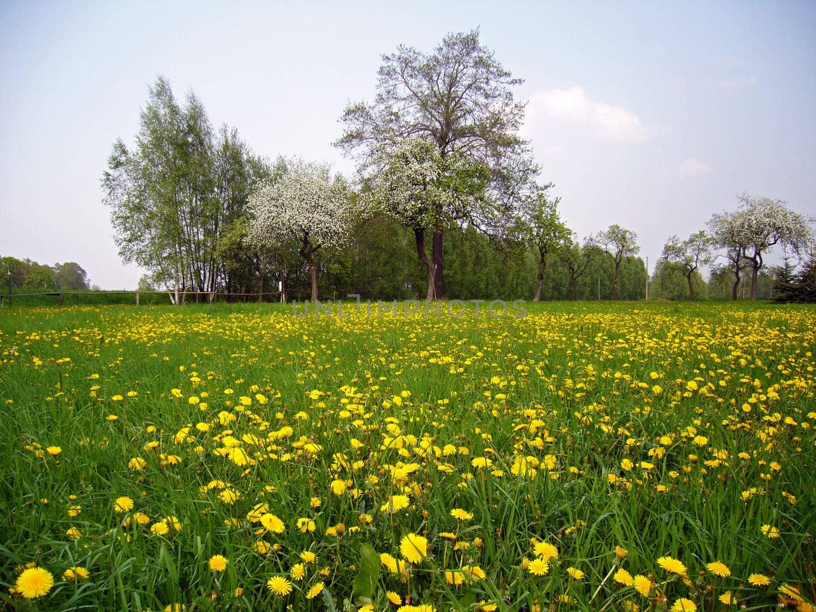 Meadow