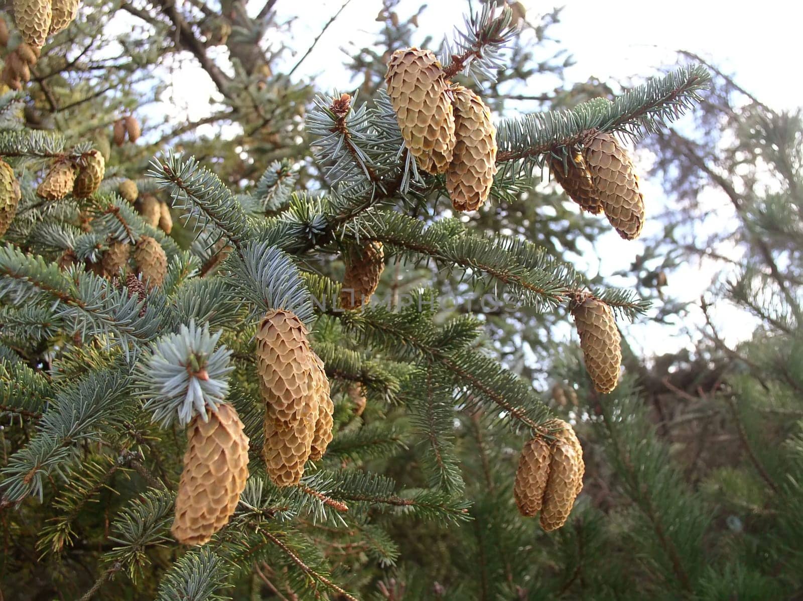 Fir cone