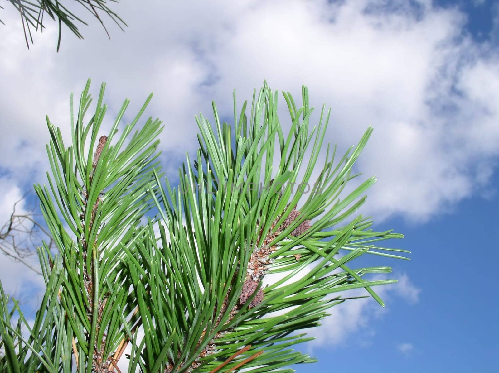 Fir branch