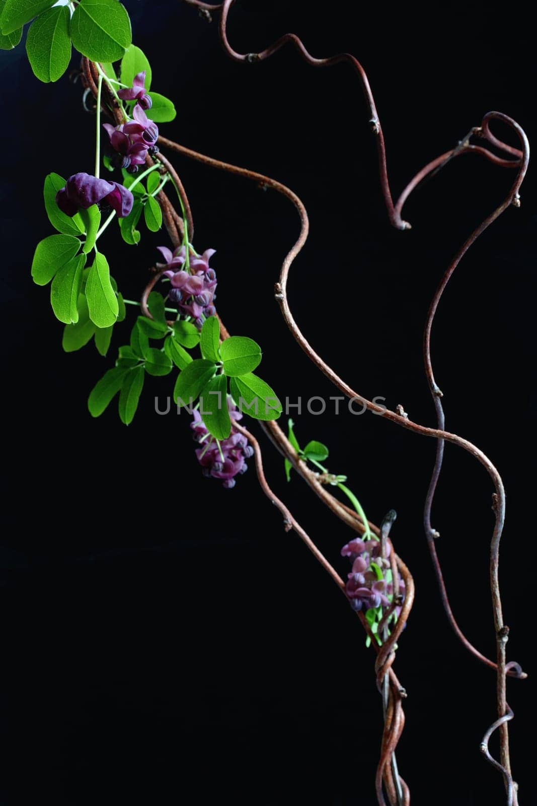 Akebien tendril