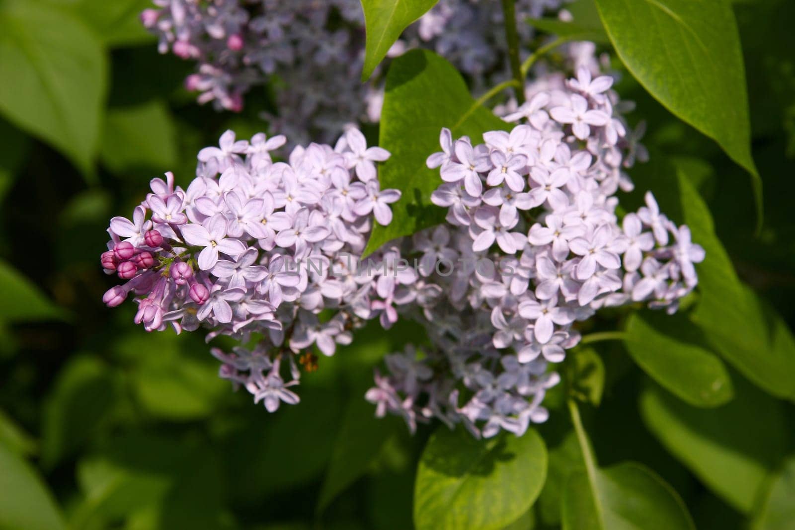 It occurs both as a shrub and as a small tree. The flowers of the lilac come in many colors,from dark purple,to violet-red to yellow or white,which usually spread a strong scent. There are about 25 species in the genus.