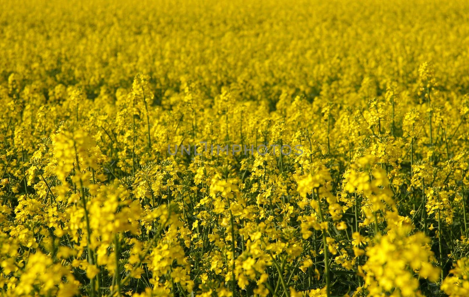 Rapeseed is grown in Central Europe as a crop for the production of high-quality oils,which are mainly used industrially. It is also used for the production of animal feed.