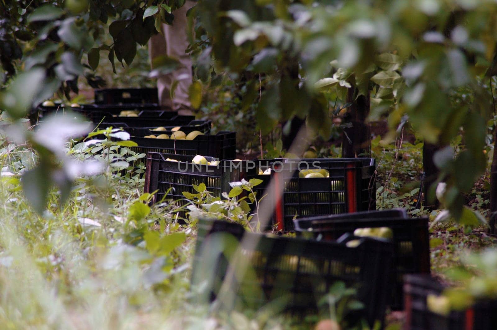 Lemon harvest