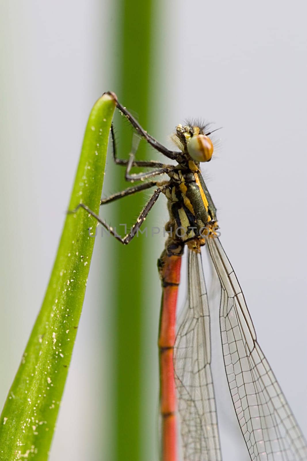large red damselfly