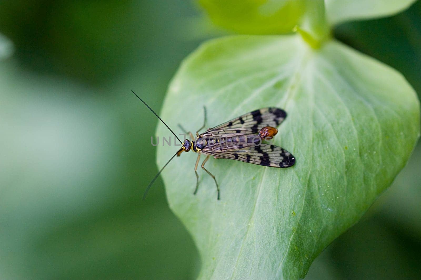 Male scorpion fly