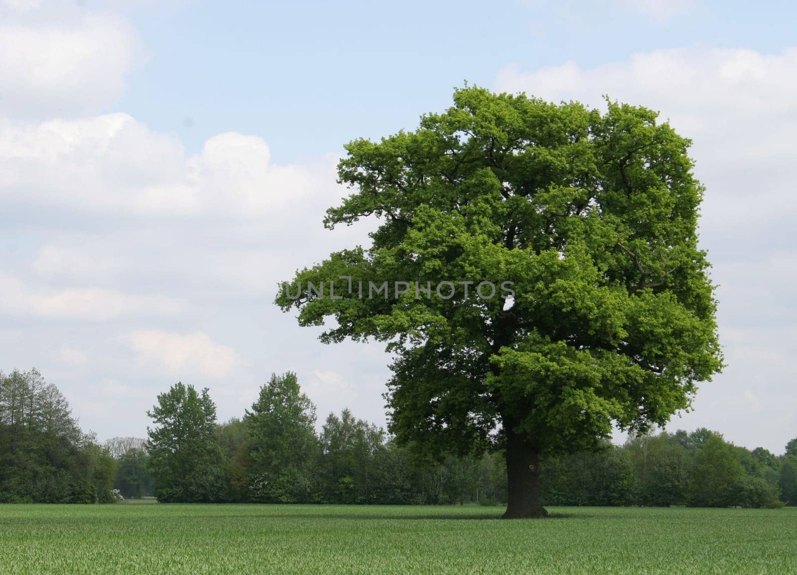 for those who like trees.... Wish you all a nice week. :-) LG Bea