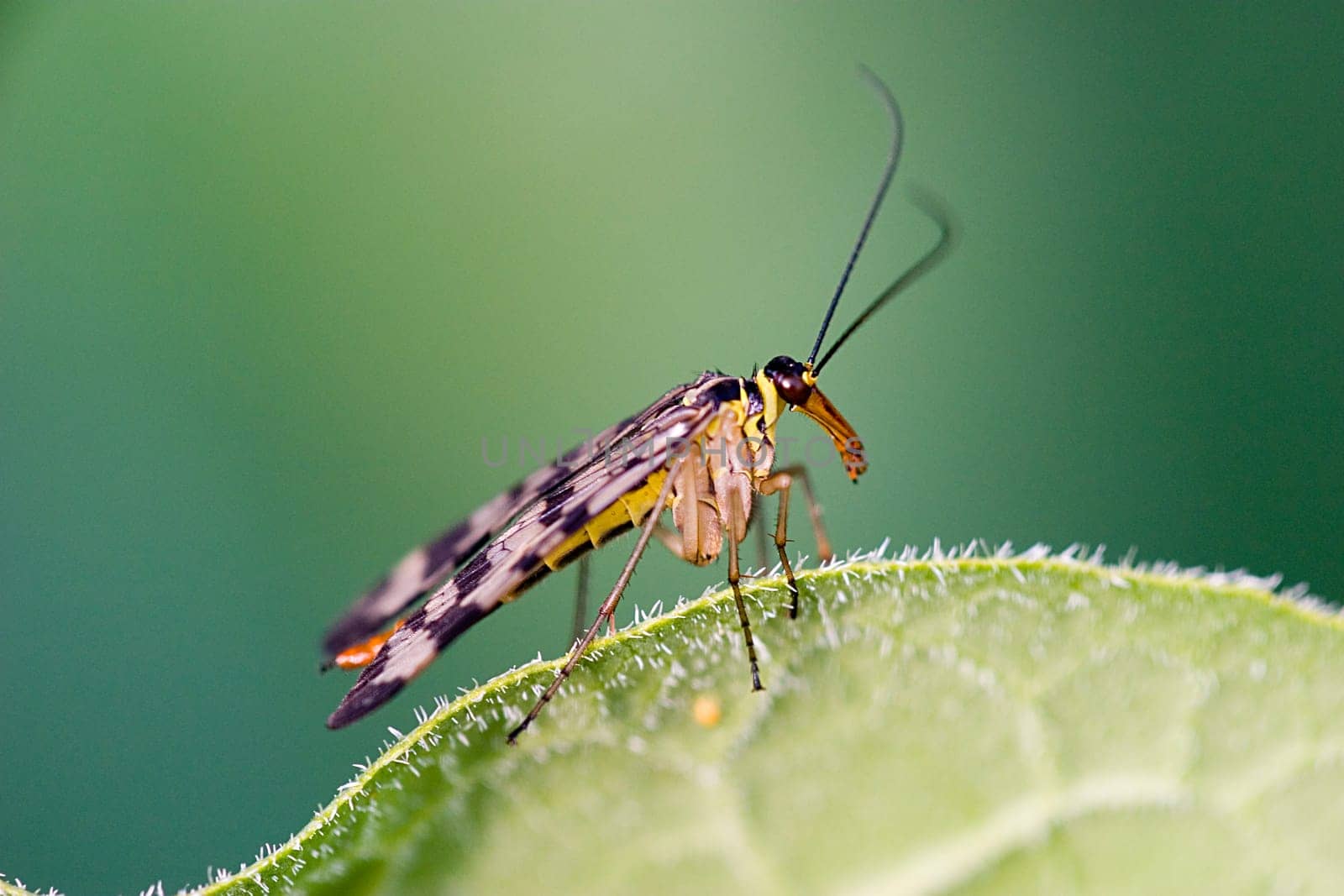 Scorpion flies belong to the genus of Beaked wings and are extremely useful because they are almost pure scavengers. They feed on dead insects and are very shy insects.