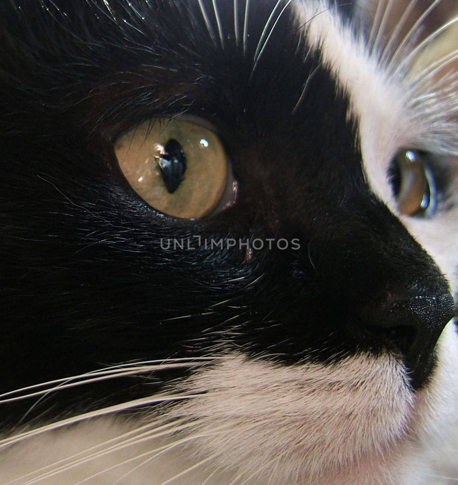 Charlie