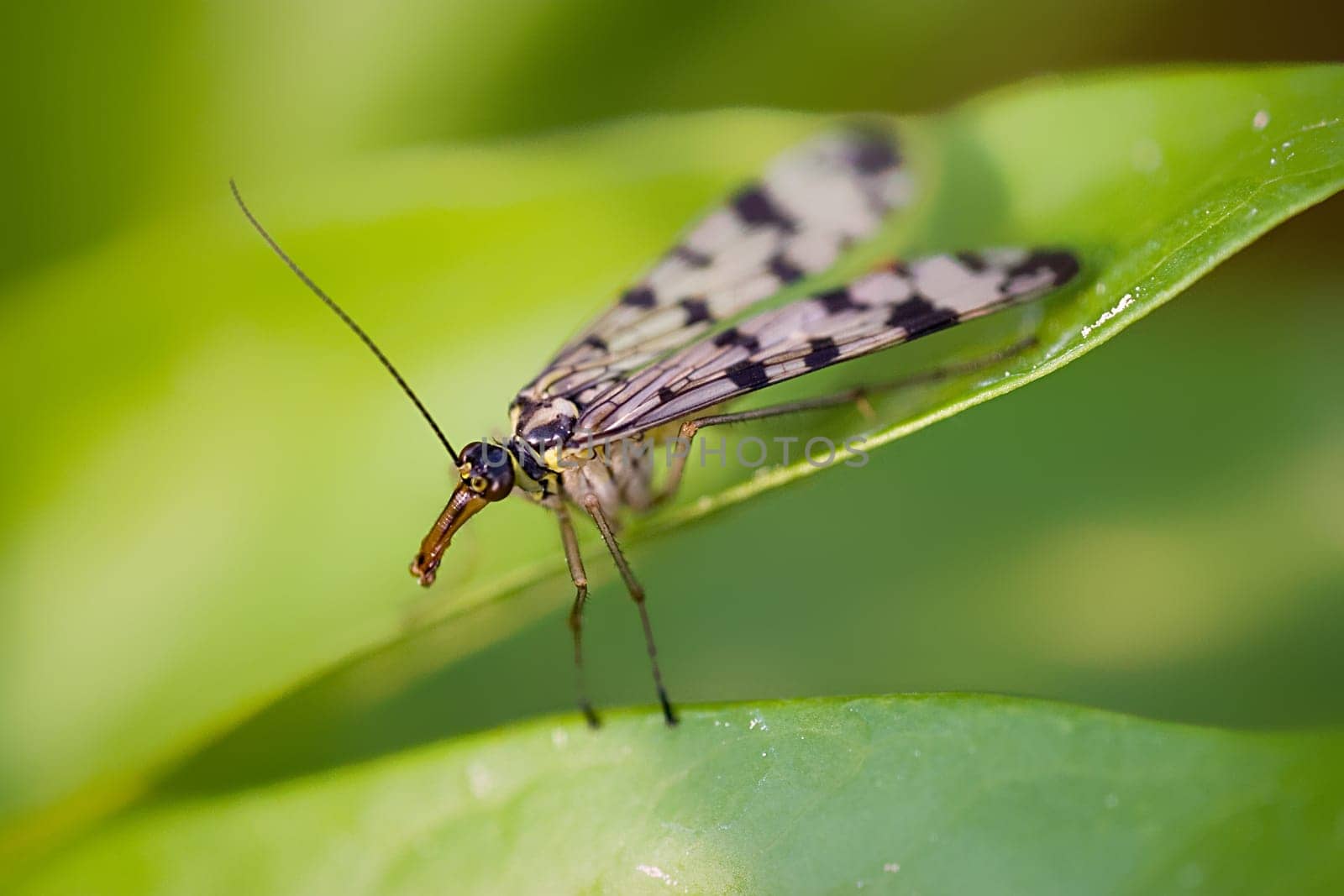 female scorpion fly