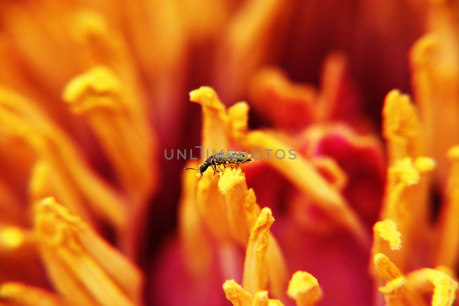 pollinated