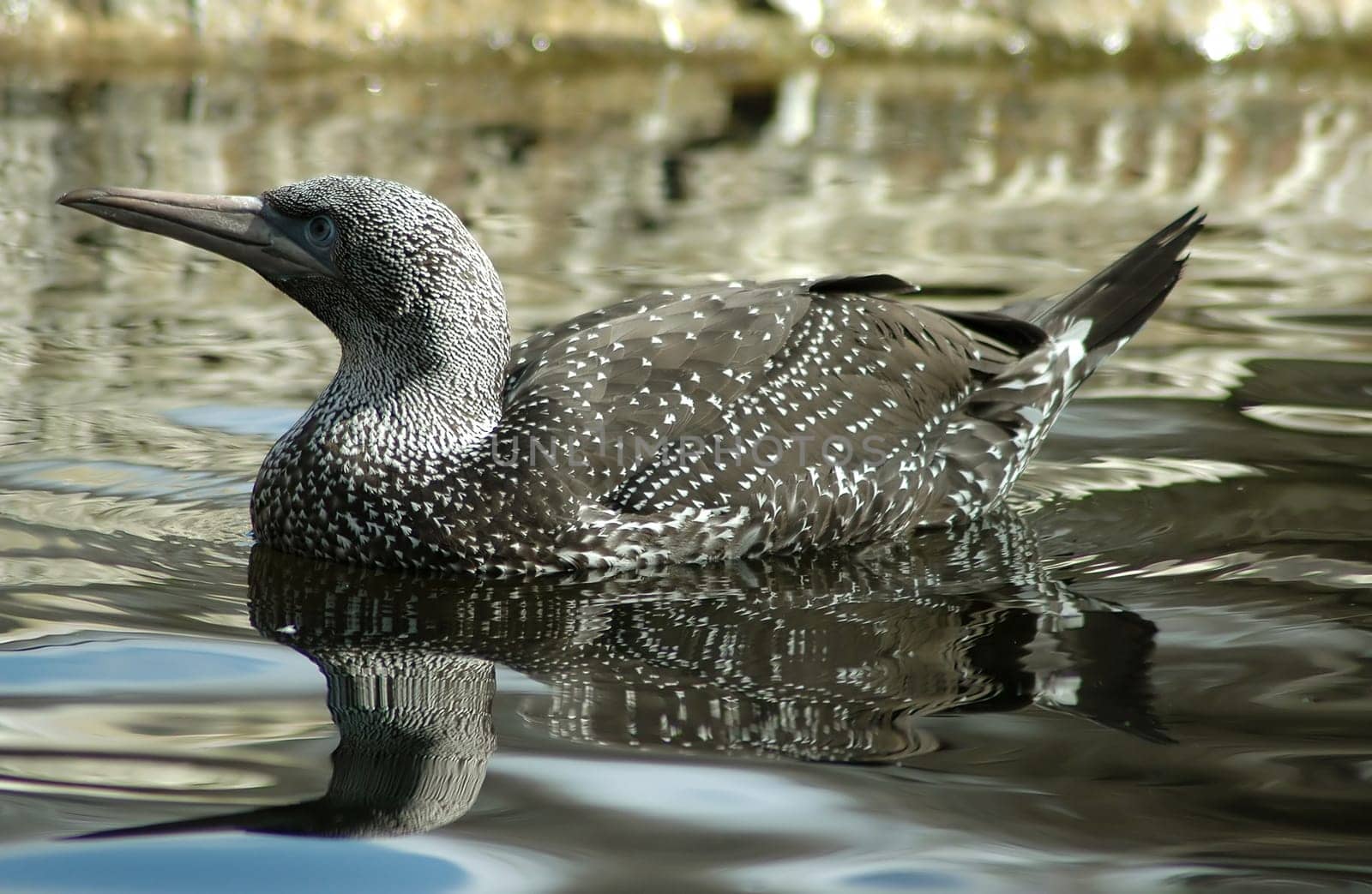 Young gannet