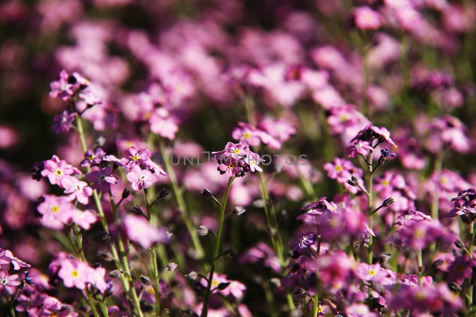 pink forget-me-not