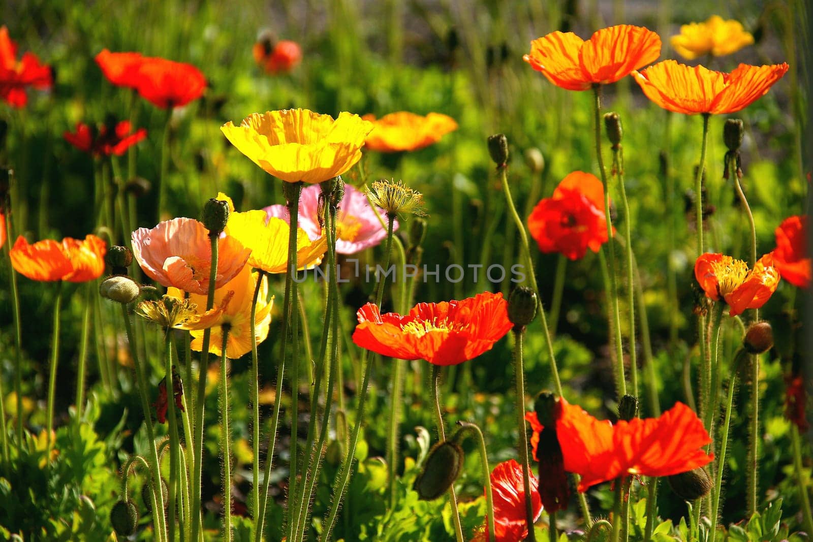 Poppy