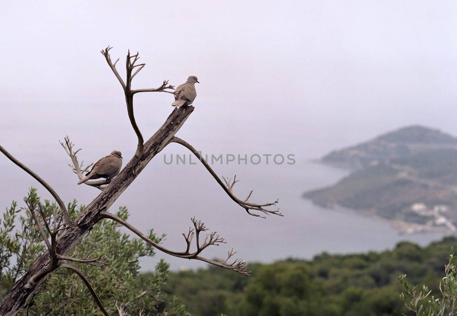 ... seen on the island of Aegina - 6x7