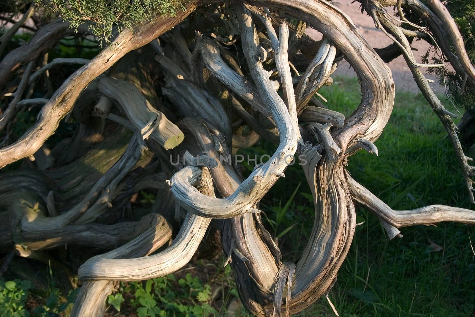 Burl wood
