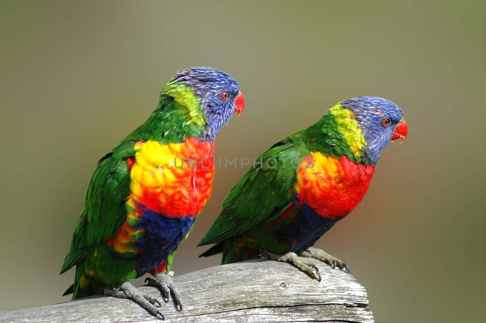 The loris form a large family of parrots,which includes over 50 species. They are very colorful birds with striking colors,often strong red is predominant. The most colorful among the loris are the mountain lori. Despite the bold colors