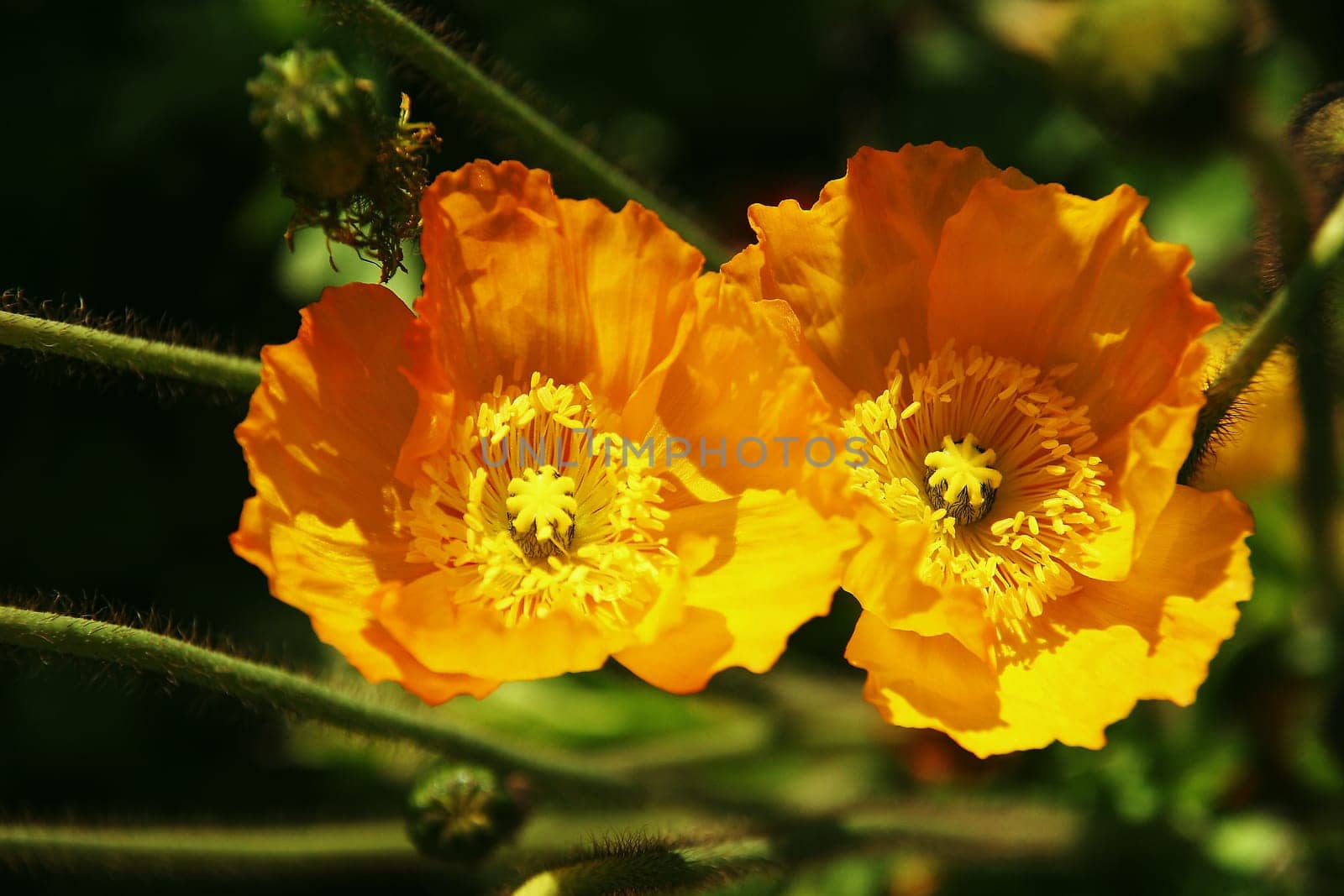 yellow poppy