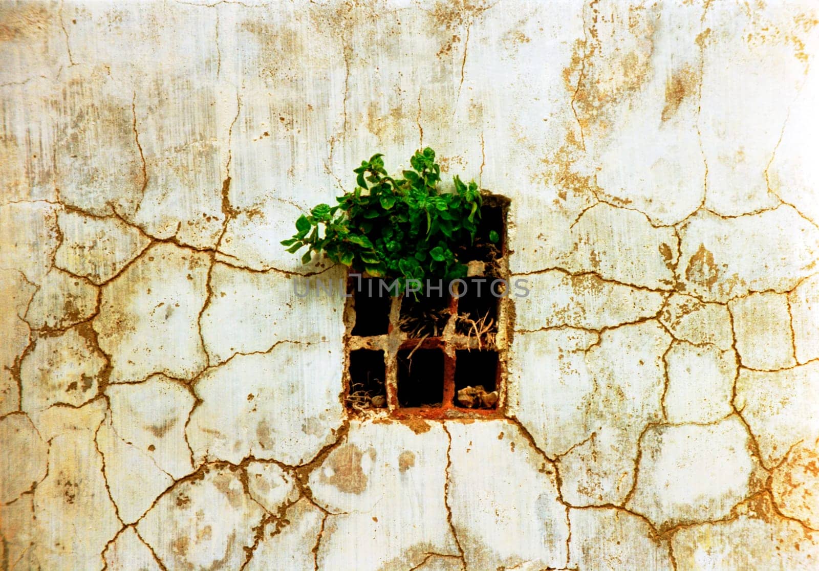 Wallflower