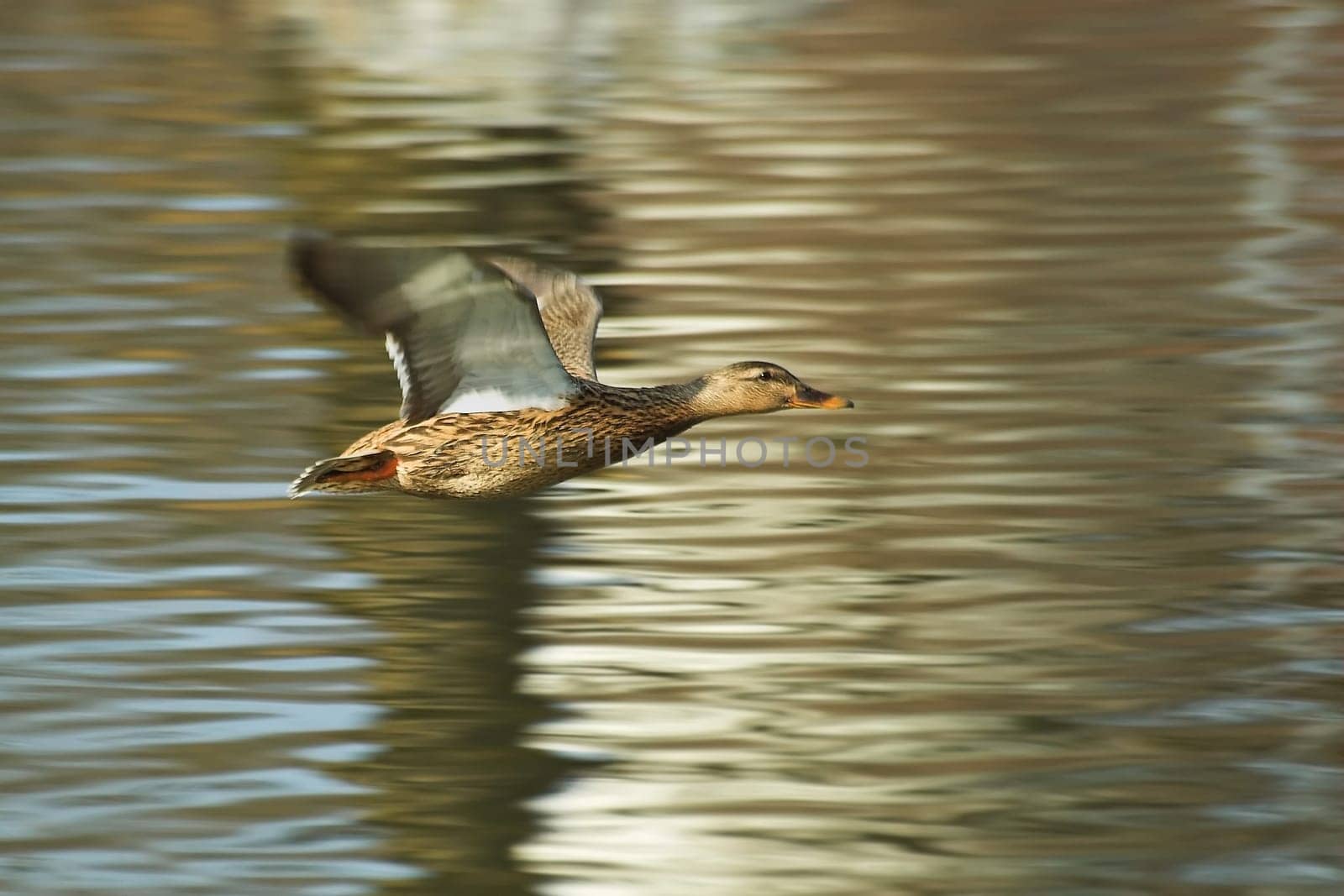 Golden Duck