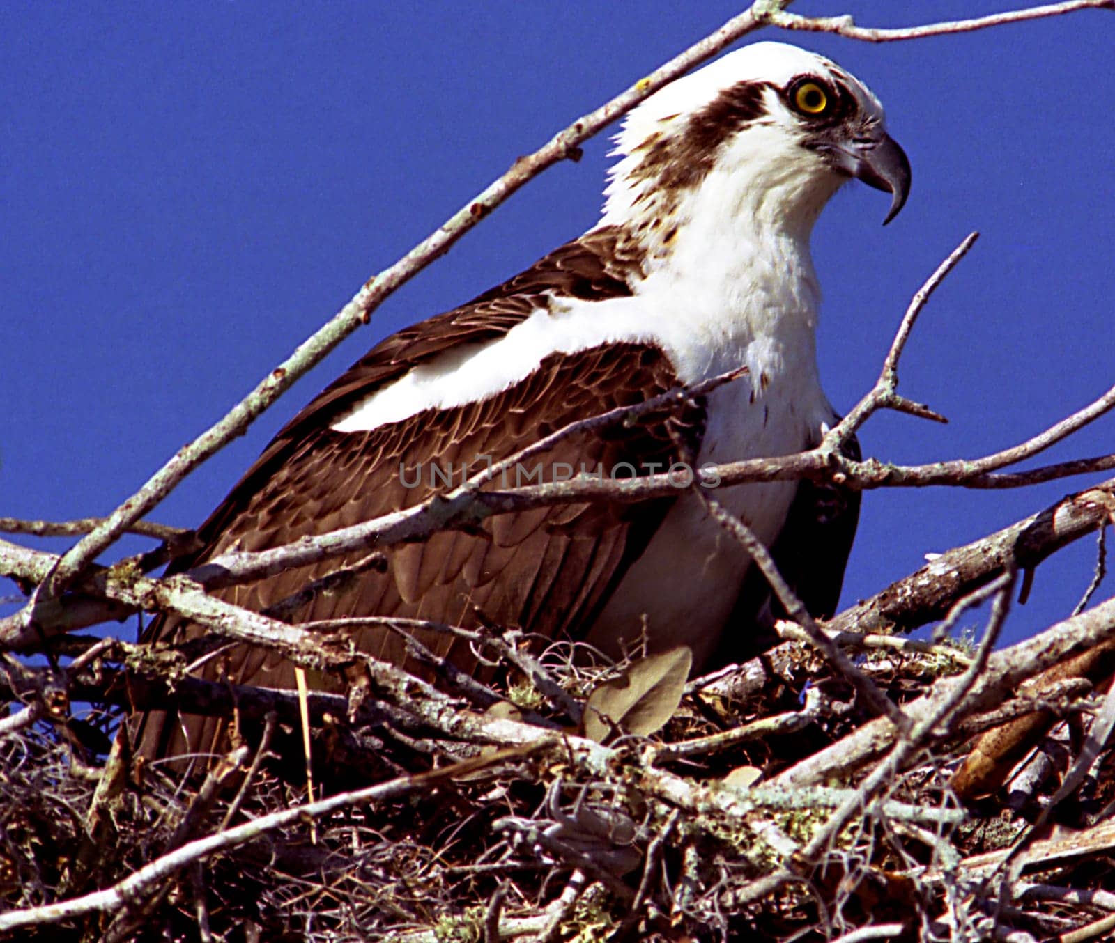 ------------------- scan from negative--------------------photographed analog without AF with zoom 300mm and 2x extender in the Everglades in Florida