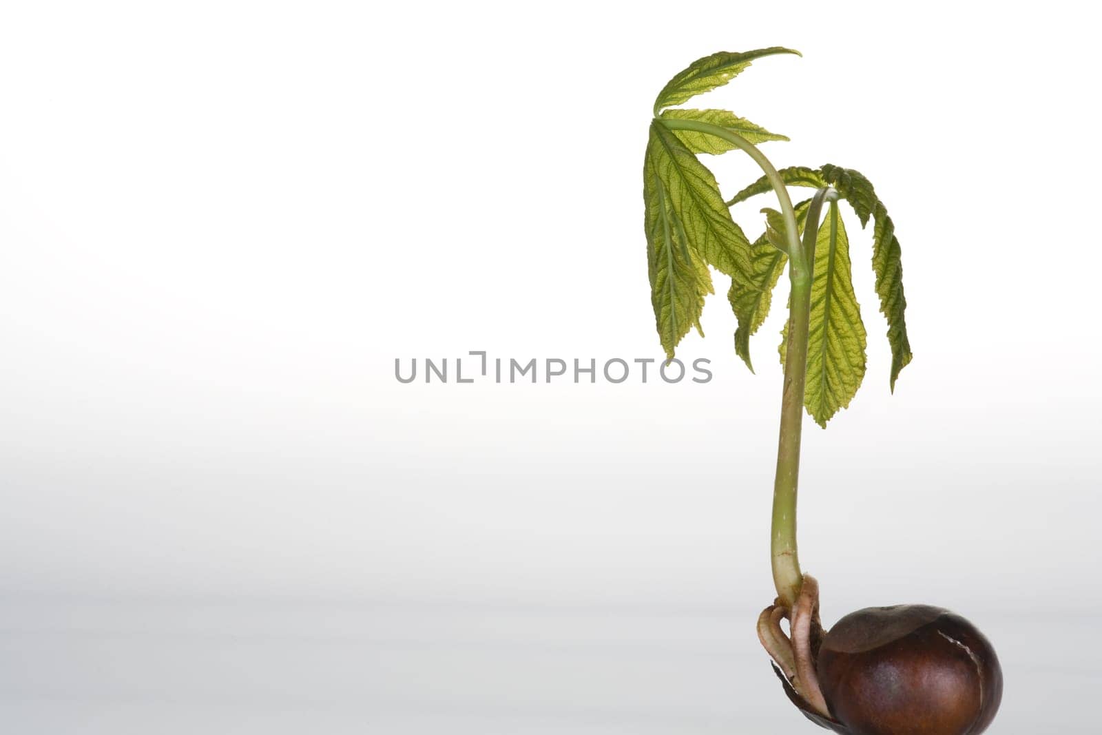 Chestnut that has sprouted