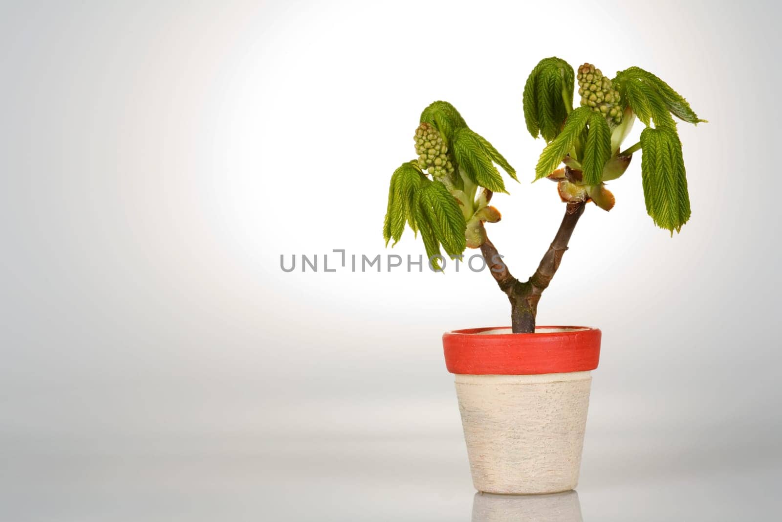 Branch of a chestnut tree in a flower pot with a cone of light from behind