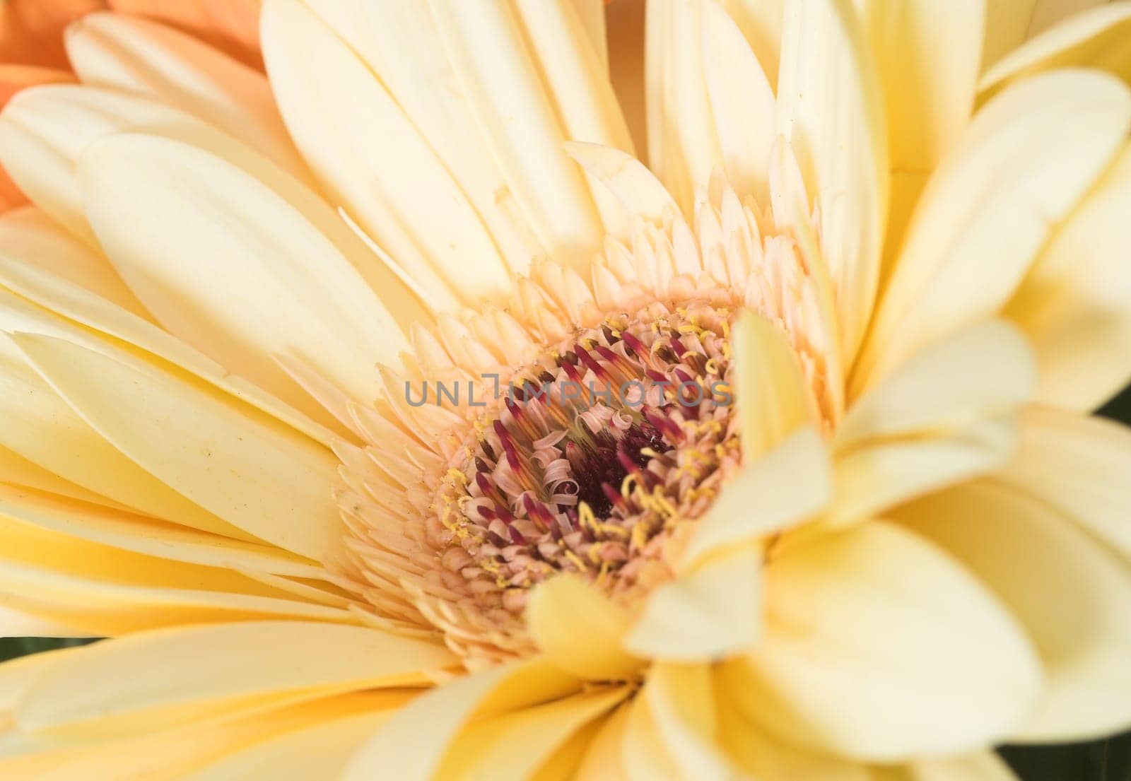 Gerbera Yellow IV