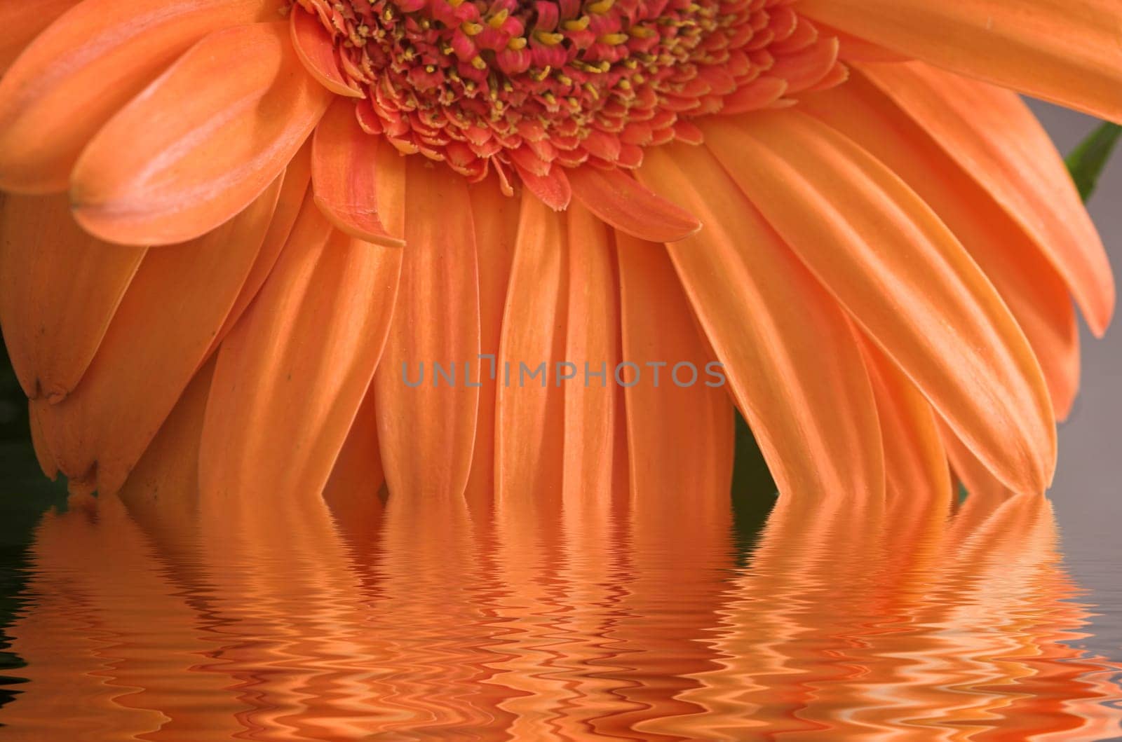 Wet Gerbera III