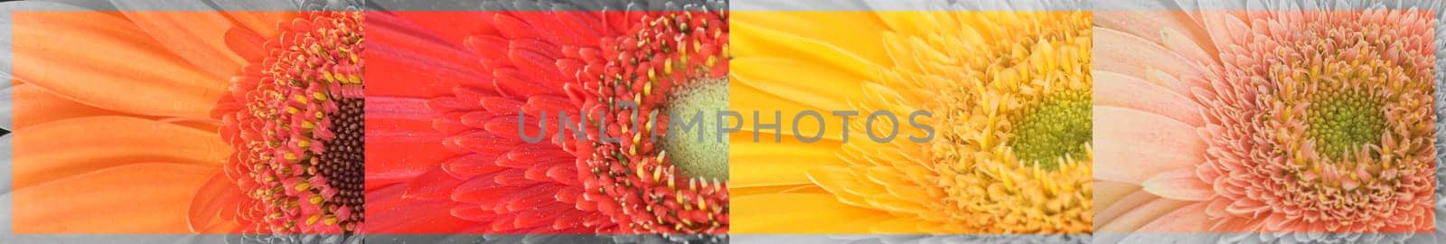 Collection Gerbera