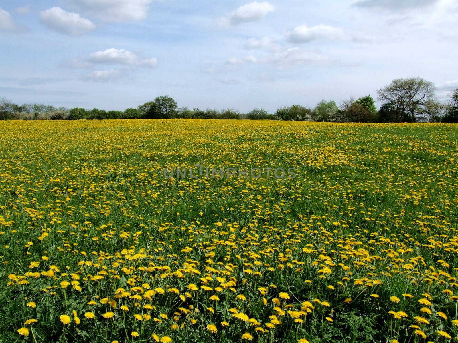 Dandelions in abundance