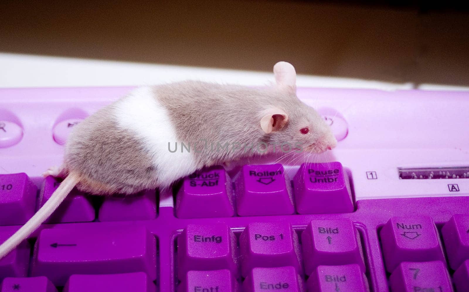 Danke an Franz die Maus,besonders für die Hinterlassenschaft auf meinem Keyboard.