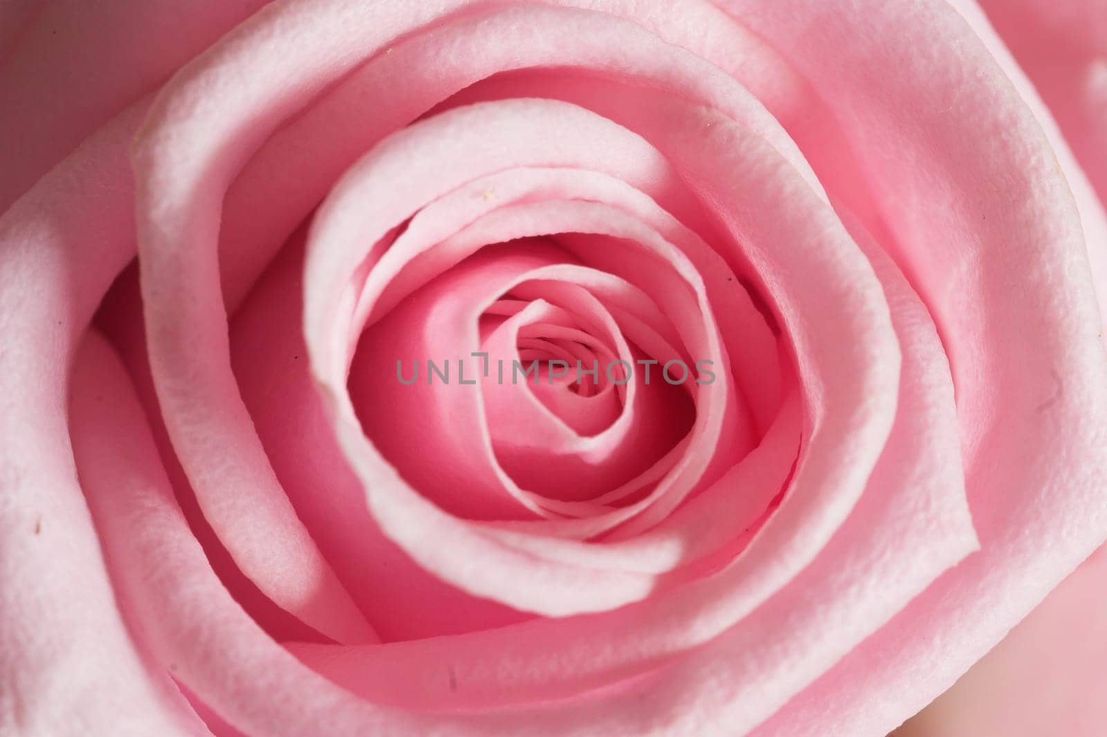 rose without hip without rosehip