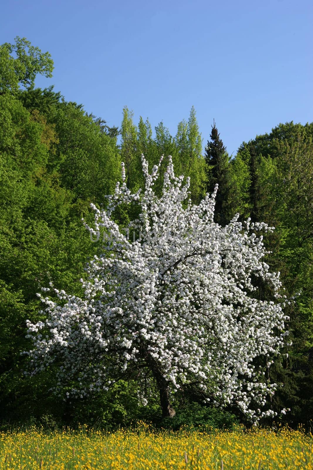 Apple tree