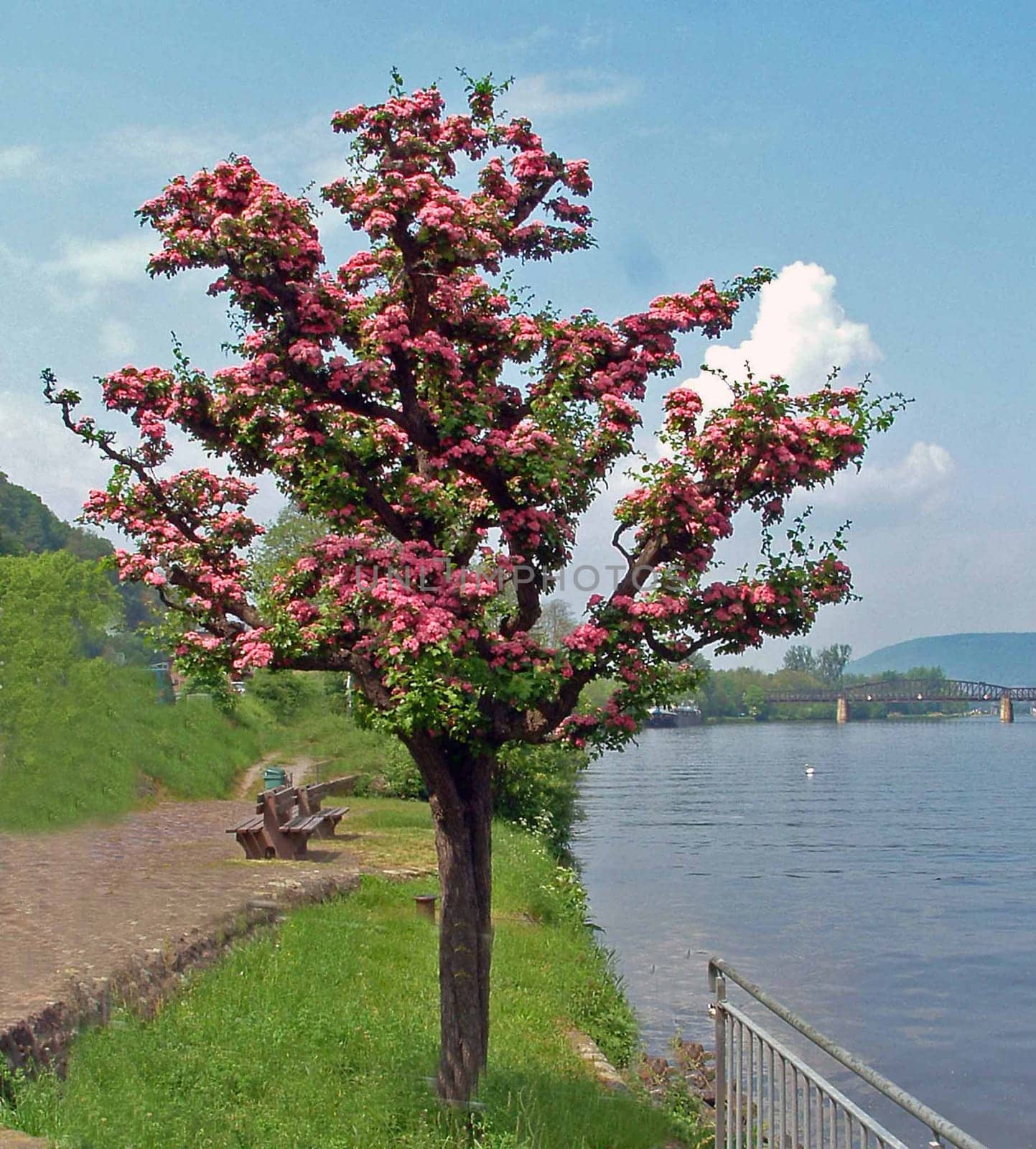 Blossom tree