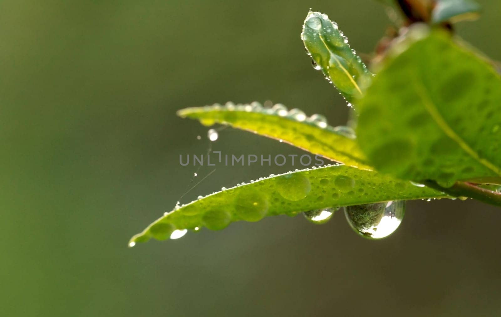 Early in the morning