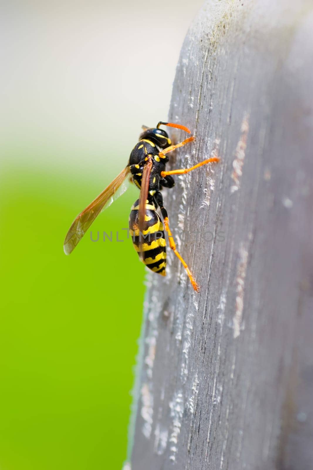 The wasps gnaw off the surface of my teak furniture to build their nests from the collected wood material