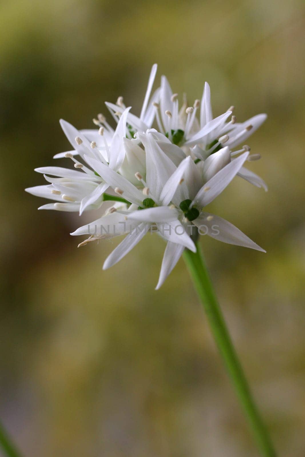 Ramsons