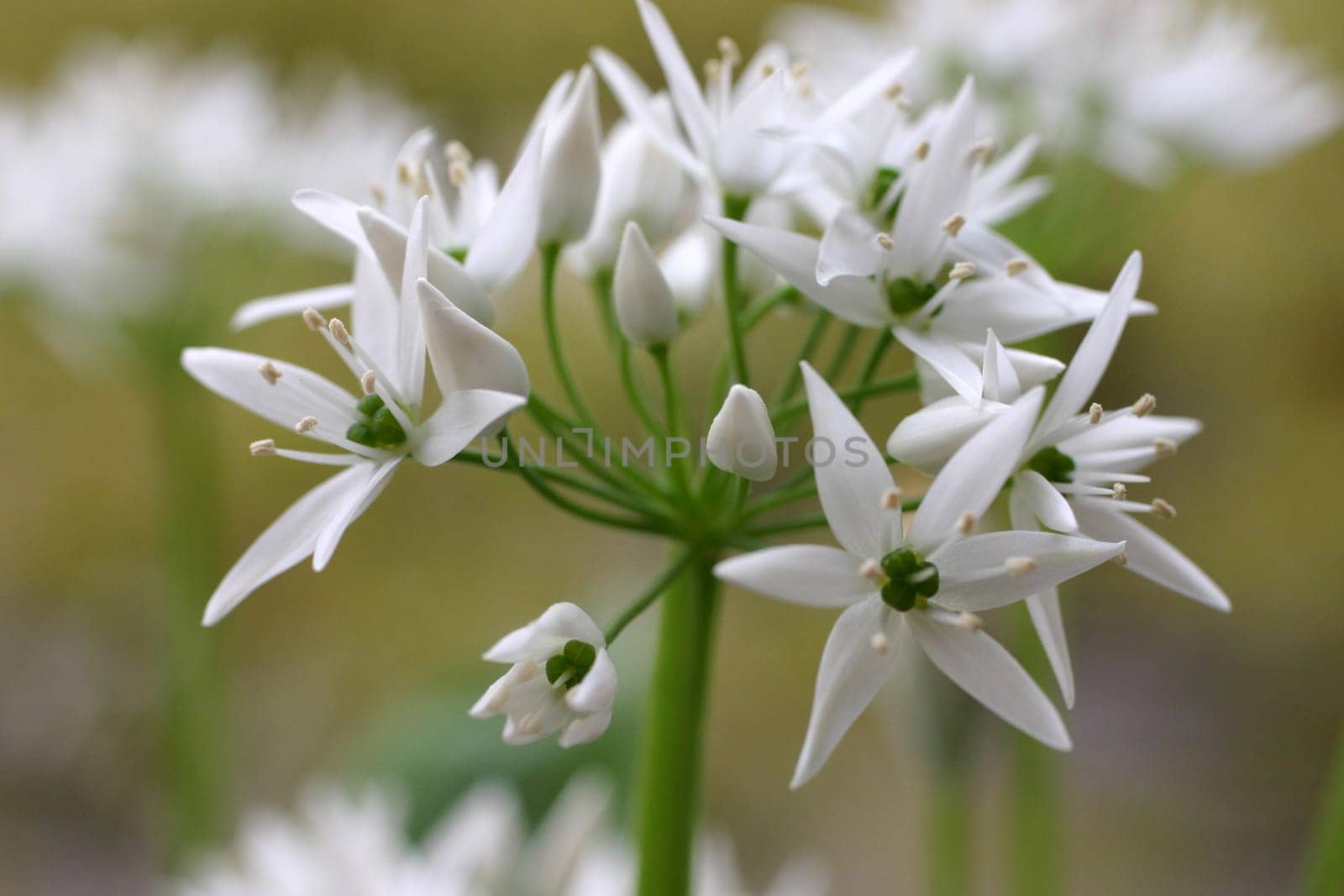 Ramsons