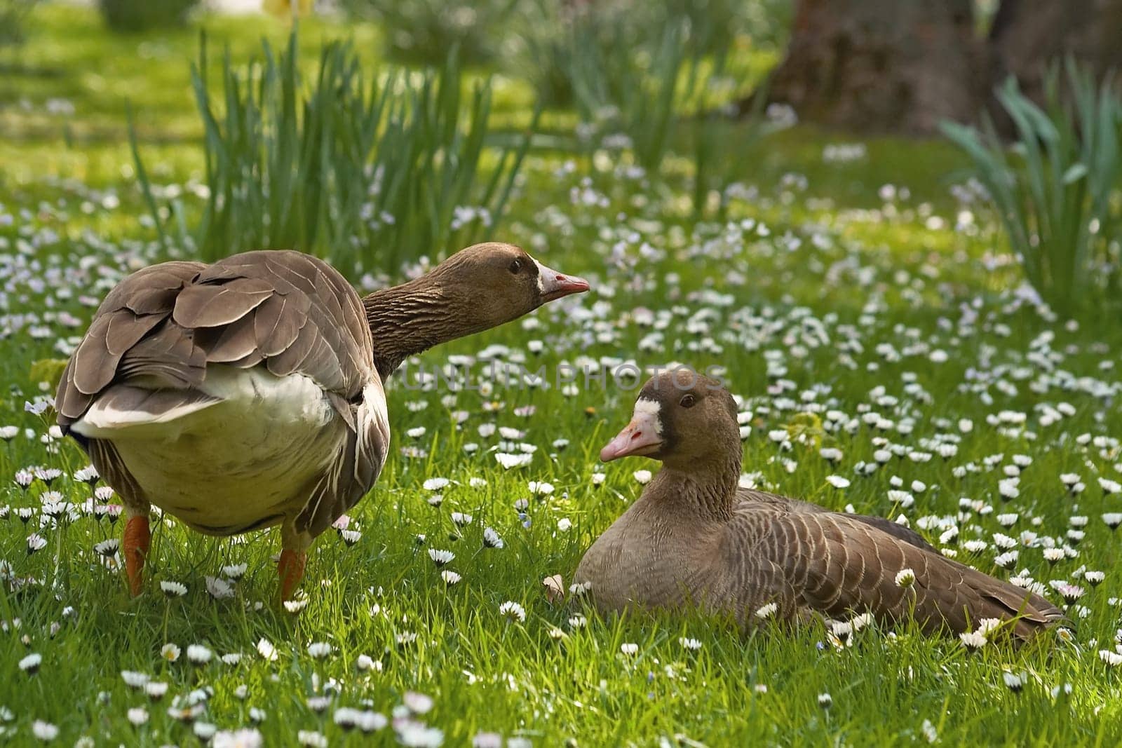 GänseBlümchenWiese (2)
