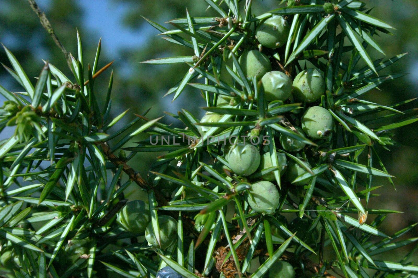 Juniper