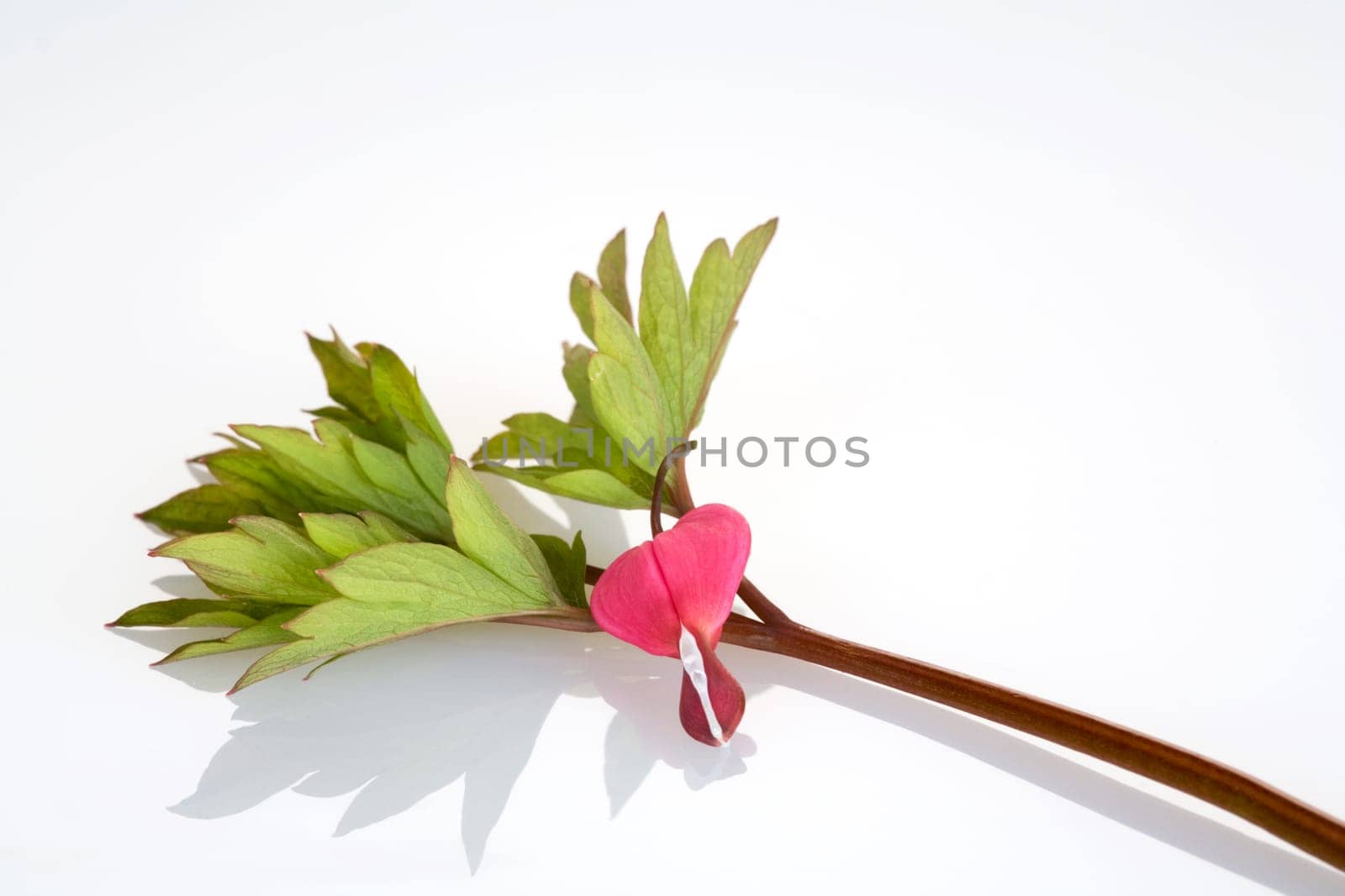 Single tearful heart and a leaf lying on white background