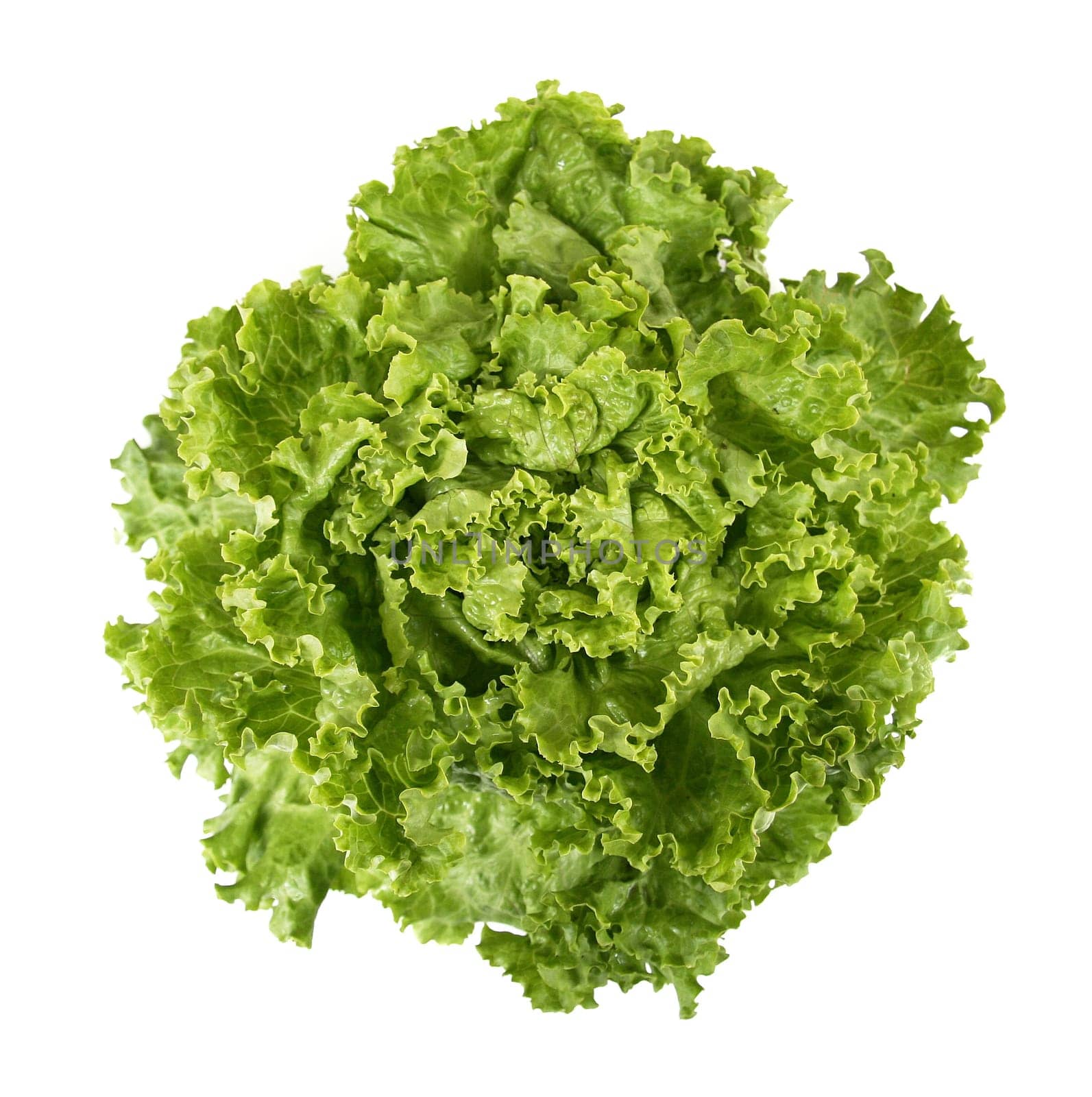 Head of lettuce