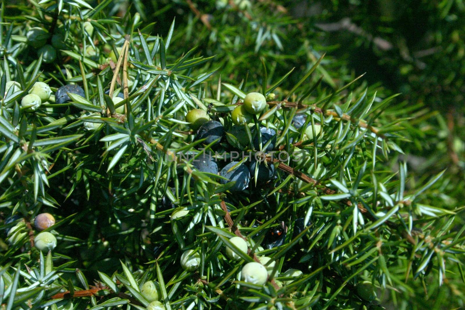 Juniper