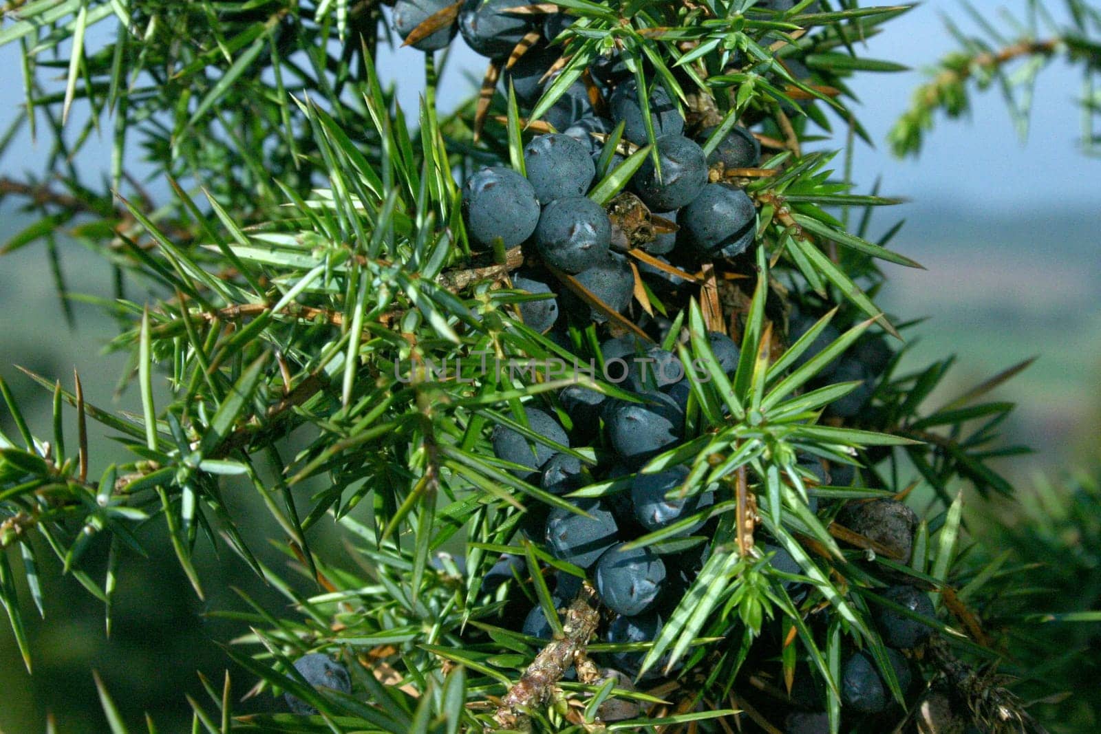 Juniper