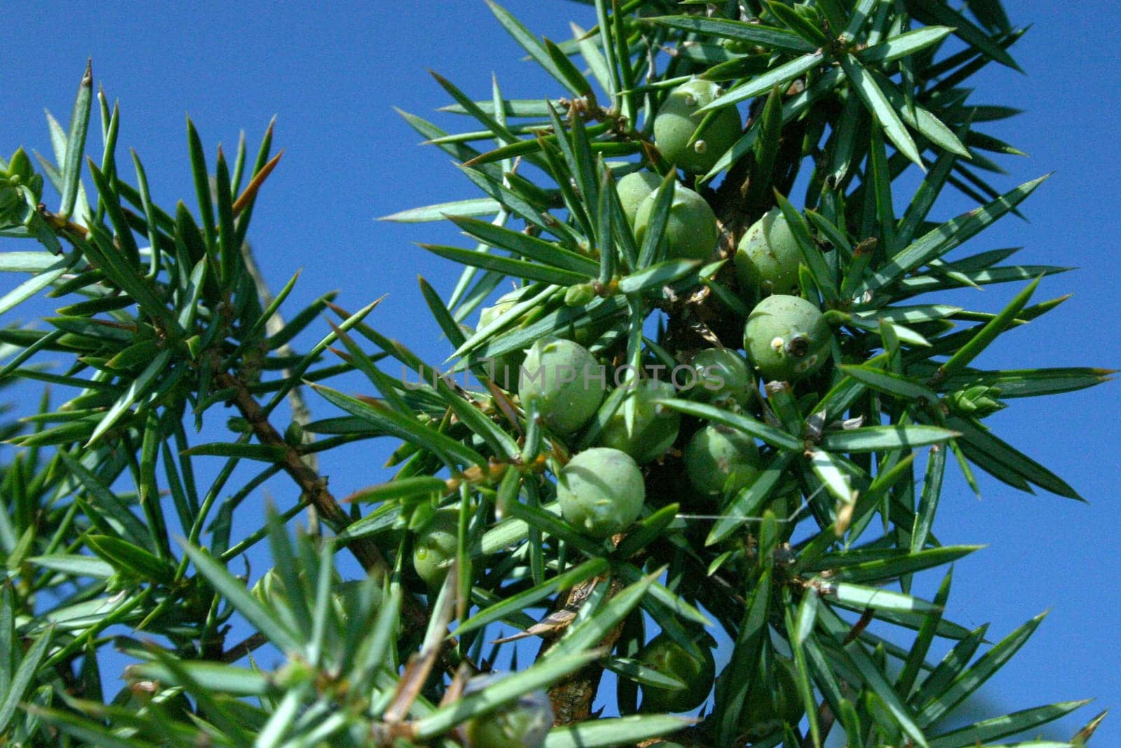 Juniper